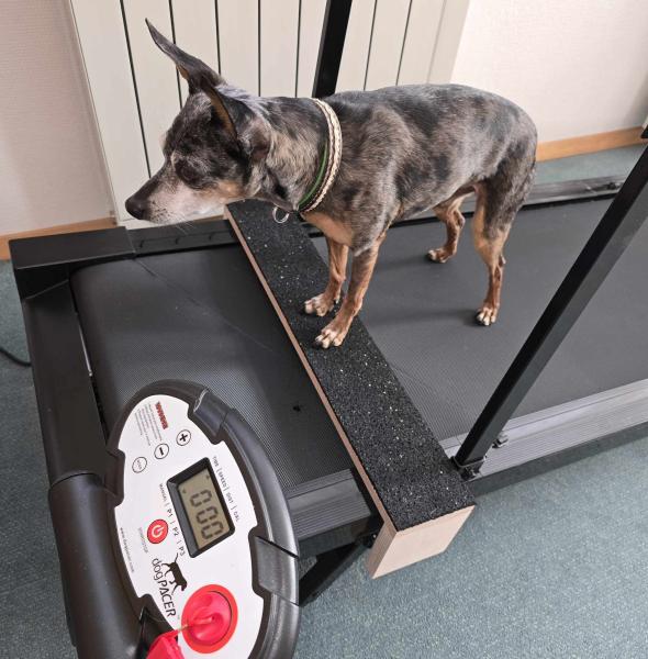 B4P Multiboard Mini für Laufbänder